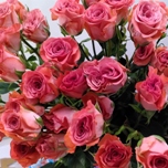 BS Dark Pink Roses Branchues rouges d'Equateur Ethiflora